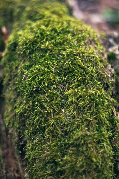 Bahar Ormanındaki Ağaçta Yeşil Yosun — Stok fotoğraf