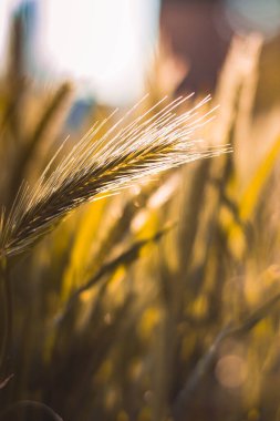Yazın altın buğday tarlası