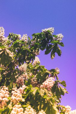 Baharda kapılar ardında, kestane ağacının dalında beyaz bir çiçek.