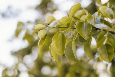 Güneşli bir günde elma dalında yeşil yapraklar