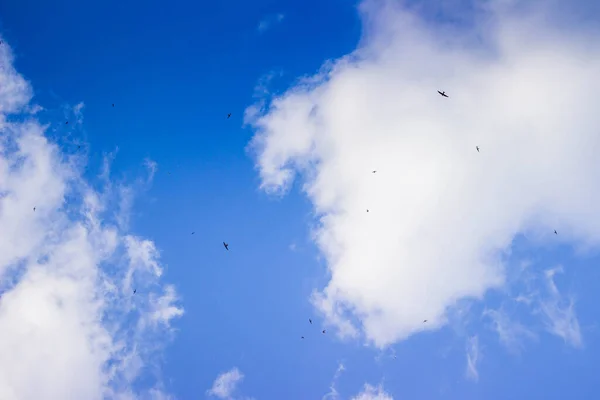 blue sky with clouds and flying bird