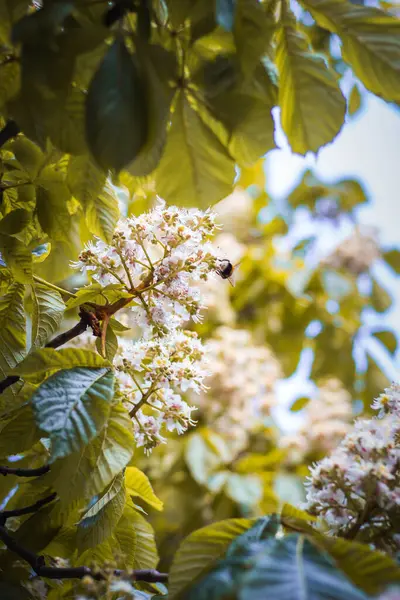 Bee Branch Chestnut Tree White Flowers Spring — Stock Photo, Image