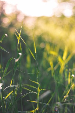 Botanik bahçesinde gün batımında yeşil çimenler