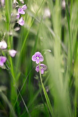 Bahar bahçesindeki yeşil çimlerde gün batımında mor çiçekler