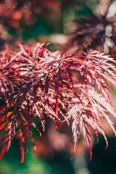 Tropischer Roter Baum Botanischen Garten Bei Sonnenuntergang — Stockfoto