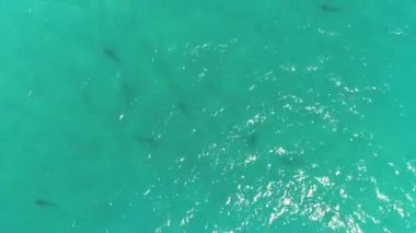 Juno Beach Florida 'daki köpekbalıklarının hava görüntüleri.