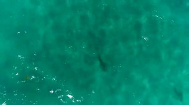 Juno Beach Florida 'daki köpekbalıklarının hava görüntüleri. 