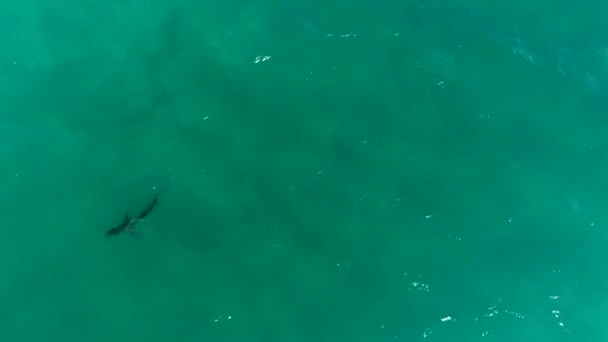 朱诺海滩近岸鲨鱼的航拍镜头 — 图库视频影像