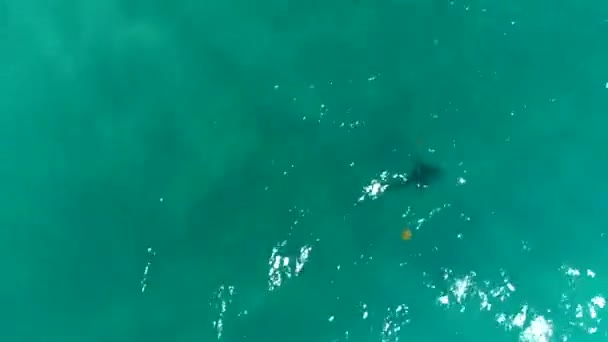 Εναέρια Πλάνα Από Καρχαρίες Κοντά Ακτογραμμή Juno Παραλία Florida — Αρχείο Βίντεο
