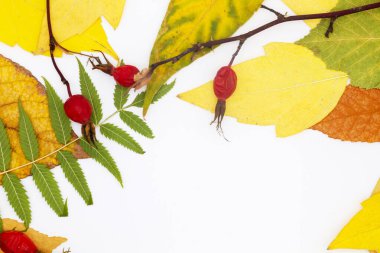 Beyaz arkaplanda sonbahar yaprakları ve gül kalçaları