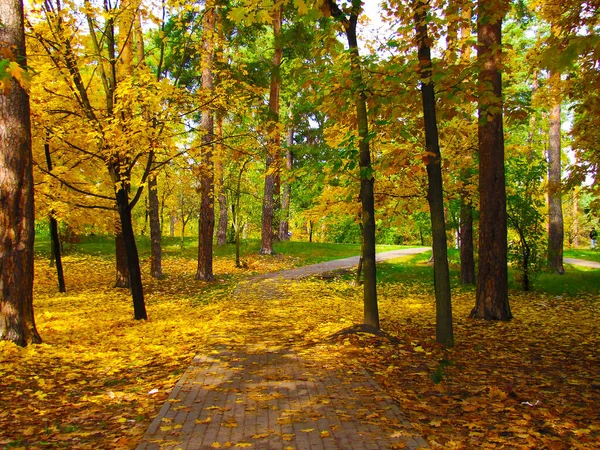 Осіннє Дерево Жовтим Листям — стокове фото