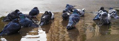 Şehrin kaldırımlarında yüzen güvercinler.