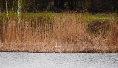 Göldeki kuğu sazlıkların arka planında yüzer.