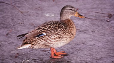 Kiev Ukrayna 'da kışın ördekler