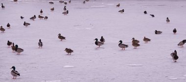 Kiev Ukrayna 'da kışın ördekler