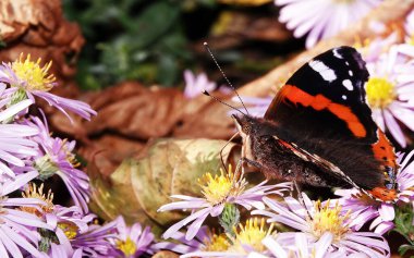 Kelebek nektarı hortumunda çiçeklerle yer.