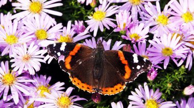 Kelebek nektarı hortumunda çiçeklerle yer.