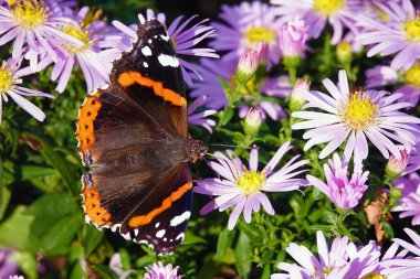 Kelebek nektarı hortumunda çiçeklerle yer.