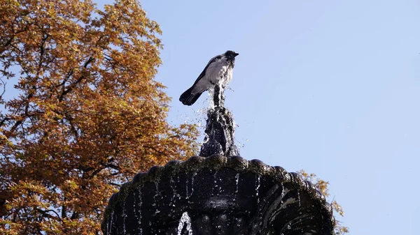 Kraai Zit Een Straal Van Fontein Wast — Stockfoto