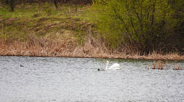 Cisne Lago Nada Contra Fundo Juncos — Fotografia de Stock