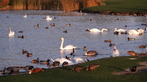 Cisnes Nadam Lago Com Patos Sem Medo Das Pessoas — Fotografia de Stock