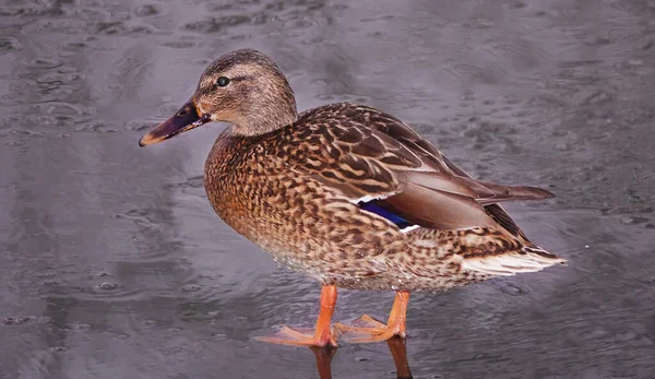 Canards Hiver Sur Glace Kiev Ukraine — Photo