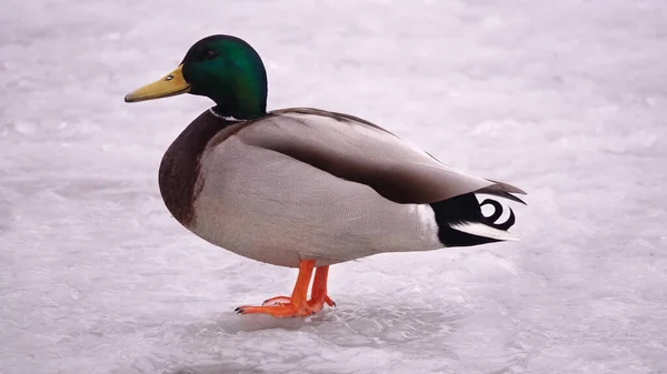 Patos Inverno Gelo Kiev Ucrânia — Fotografia de Stock