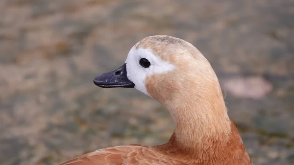 Eenden Zwemmen Het Meer Zonder Angst Voor Mensen — Stockfoto