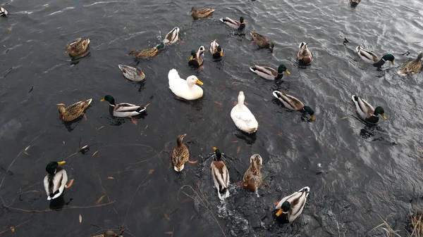 Ducks swim in the lake without fear of people