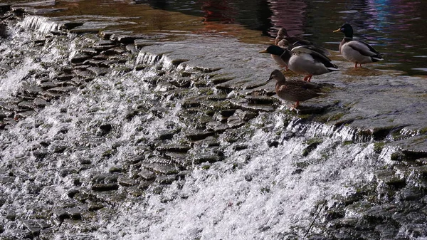 Ducks swim in the lake without fear of people