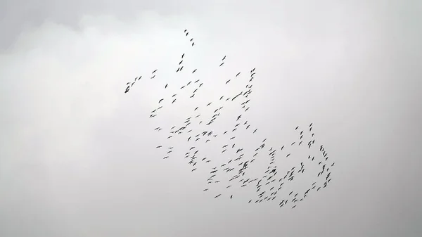 Leylekler Kışın Sıcak Topraklara Uçmak Için Bir Araya Gelirler — Stok fotoğraf