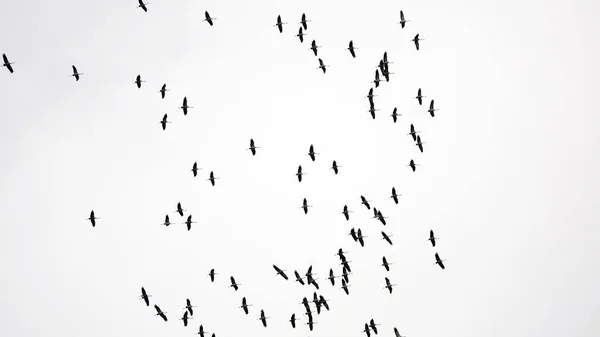 Storks Gather Wedge Fly Warm Lands Winter — Stock Photo, Image