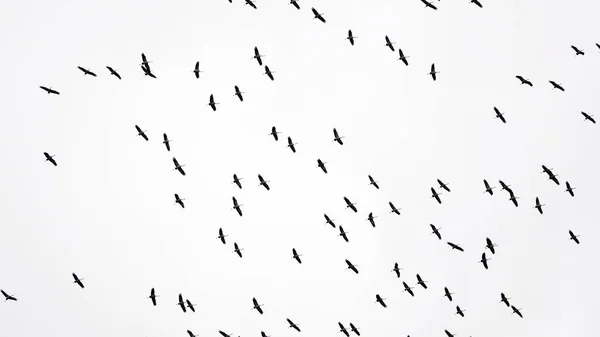 Ooievaars Verzamelen Zich Een Wig Naar Het Warme Land Vliegen — Stockfoto