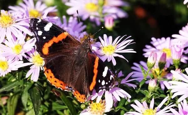 Kelebek nektarı hortumunda çiçeklerle yer.