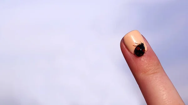 Uğur Böceği Uçmak Üzere Olan Bir Parmağın Üzerinde Oturuyor — Stok fotoğraf