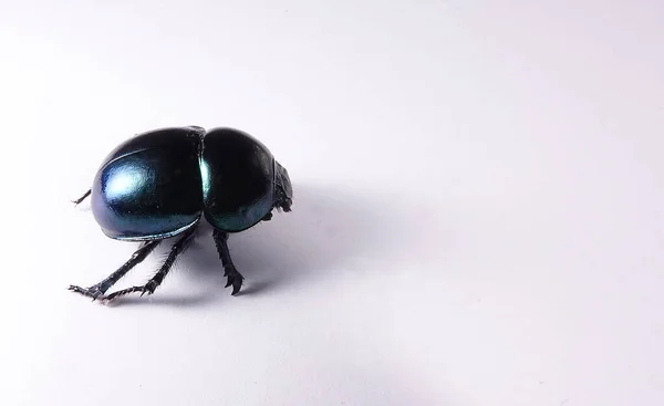 Large dung beetle on white paper