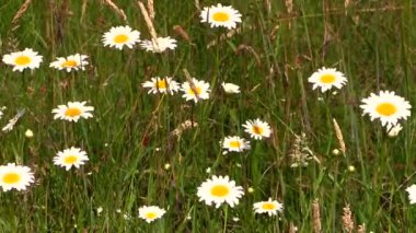 Papatya çiçekleri ve papatya tarlası rüzgarda sallanıyor.