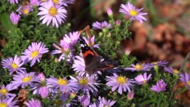 Kelebek nektarı hortumuyla birlikte çiçeklerle yer.
