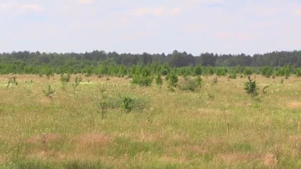 Field Green Grass Swaying Wind Background — Stock Video