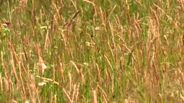 Field Green Grass Swaying Wind Background — Stock Video