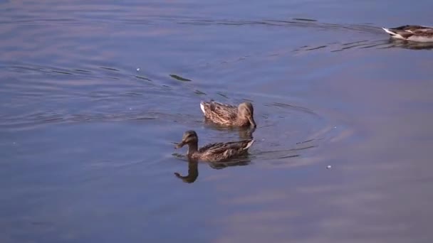 Ducks Swim Lake Fear People — Stock Video