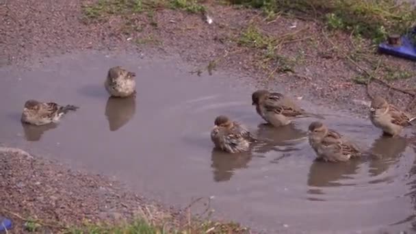 Los Gorriones Lavan Charco Después Lluvia — Vídeo de stock