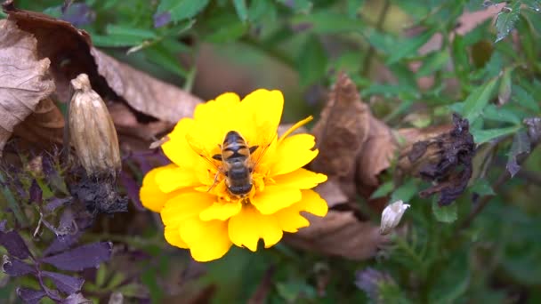 Une Abeille Mange Nectar Des Fleurs Lentement Beaucoup — Video