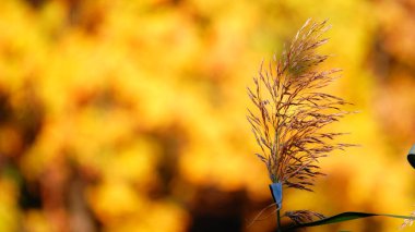 Kırmızı, sarı ve yeşil ağaçların arka planına sürtünüyor
