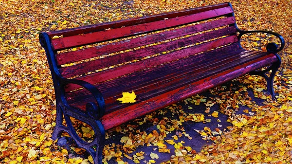 Скамейка Улыбка Осеннем Парке Киев Украина — стоковое фото
