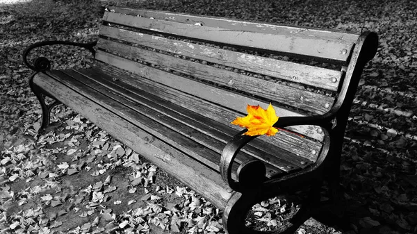 Bench Smile Autumn Park Kiev Ukraine — Stock Photo, Image