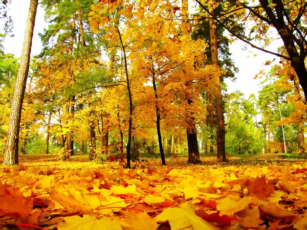 Arbre Automne Aux Feuilles Jaunes — Photo