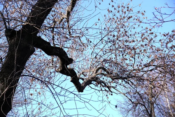 Gökyüzüne Karşı Uzun Dalları Olan Ağaç — Stok fotoğraf