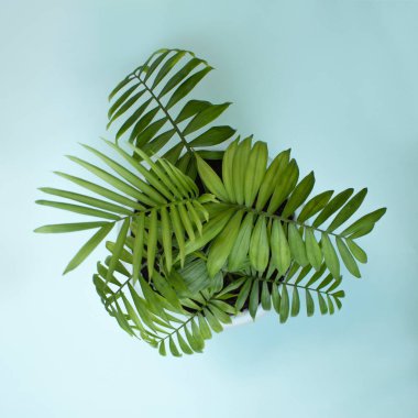 Avuç yaprakları açık mavi arkaplanda saksıda