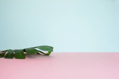 Durgun bir hayatın yan görüntüsü. Parlak pembe ve nane arkaplanda yeşil canavar yaprağı. 